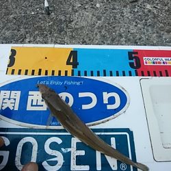 朝一の活性が良かったようです