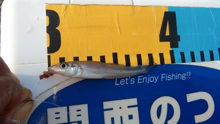 今日は買い物待ち釣行です