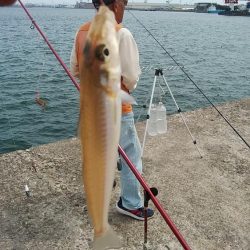 今日も赤灯台のキス調査