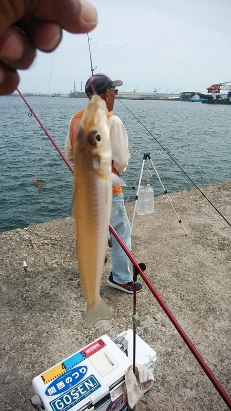 今日も赤灯台のキス調査