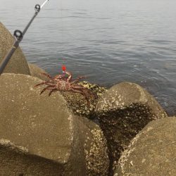 穴釣りでショウジンガニ祭り!