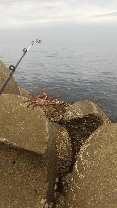 穴釣りでショウジンガニ祭り!