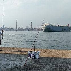 午後から播磨新島のキス調査