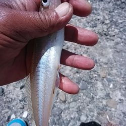 今シーズン１９回目の播磨新島釣行