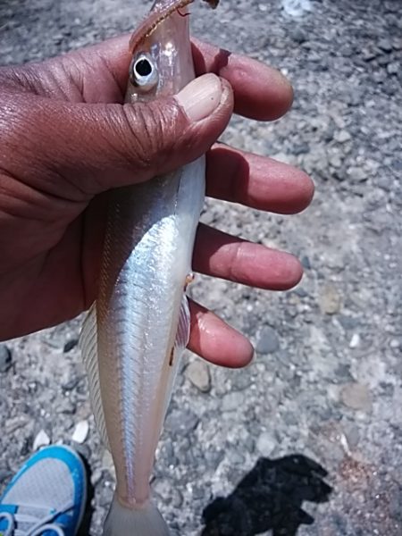 今シーズン１９回目の播磨新島釣行