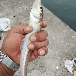 良型キスが釣れf始めました