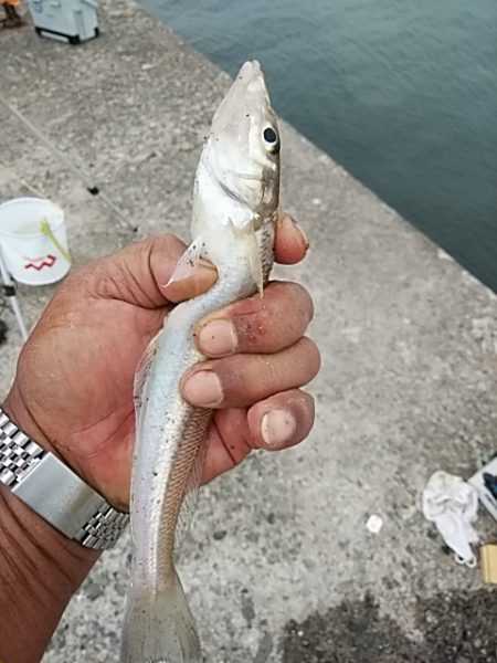 良型キスが釣れf始めました