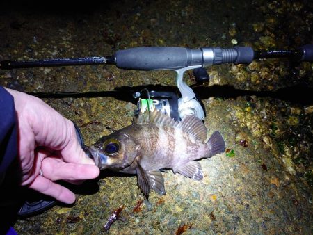 サクッとメバリング