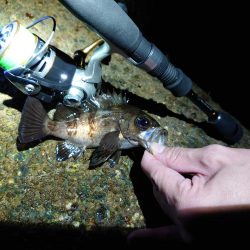 美味しいメバル