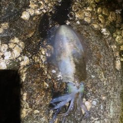 ボチボチエギング