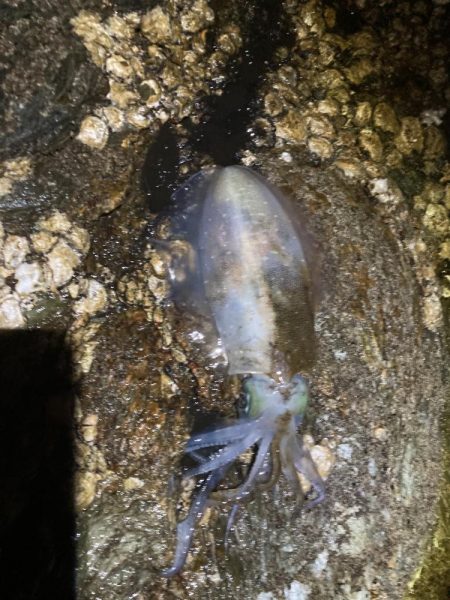 ボチボチエギング