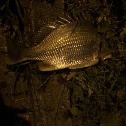 チヌの夜釣り