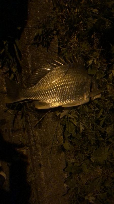 チヌの夜釣り