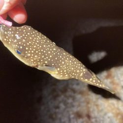 梅雨メバル始めました♪