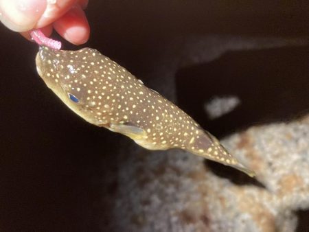 梅雨メバル始めました♪