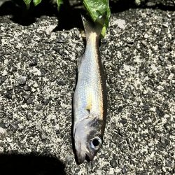 尾鷲のライトゲーム