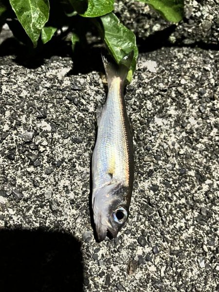 尾鷲のライトゲーム