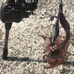 南港オカッパリのタコ好調！