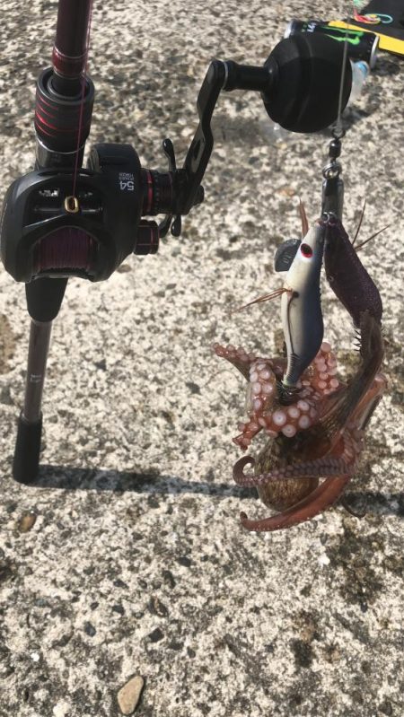 南港オカッパリのタコ好調！