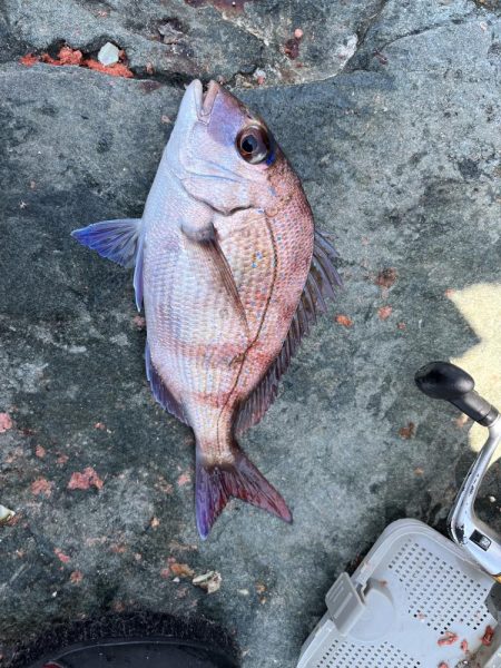 餌取りたくさん