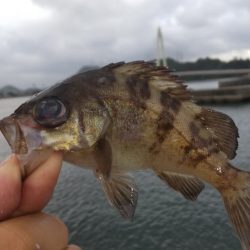 カゴ釣りからの飲ませ