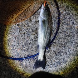 シーバス45cm  なんとか1本