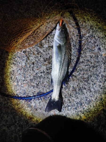 シーバス45cm  なんとか1本