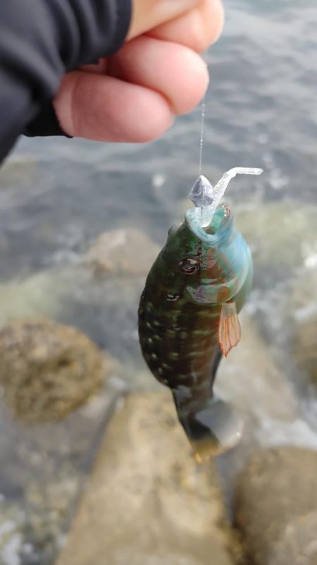 岬町ライトゲーム