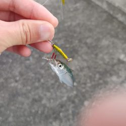 ワームで初めてのアナゴ