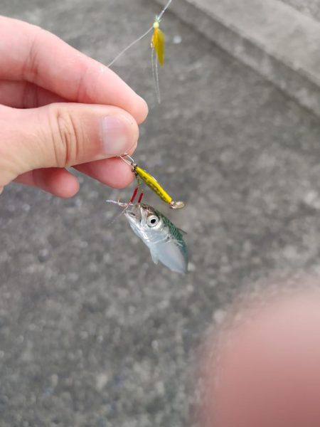 ワームで初めてのアナゴ