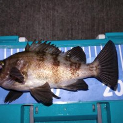 エギングとメバリング