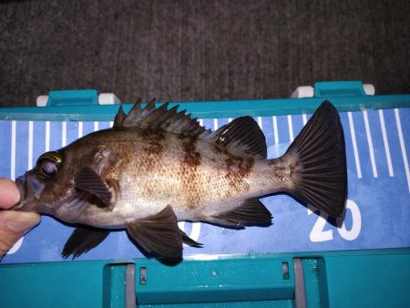 エギングとメバリング