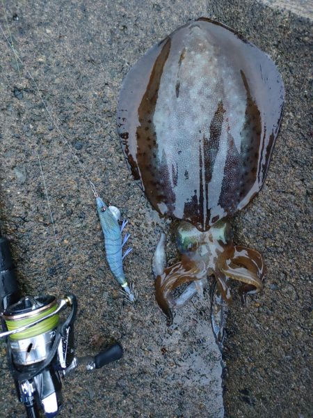 #アオリイカ2杯