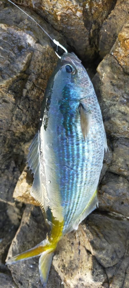 イサキの数釣り