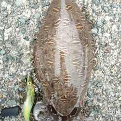 #アオリイカ2杯