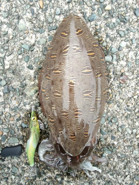 #アオリイカ2杯