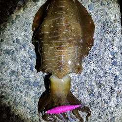 #アオリイカKgアップ3杯