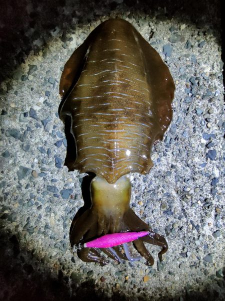 #アオリイカKgアップ3杯