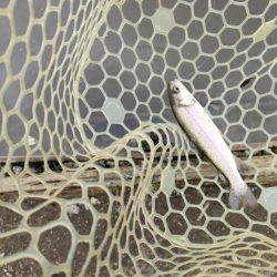 6月のトラウトはやっぱり渋いか!?