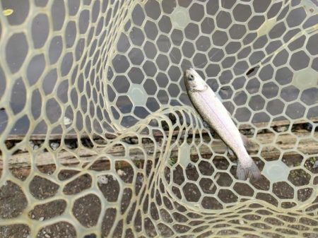 6月のトラウトはやっぱり渋いか!?