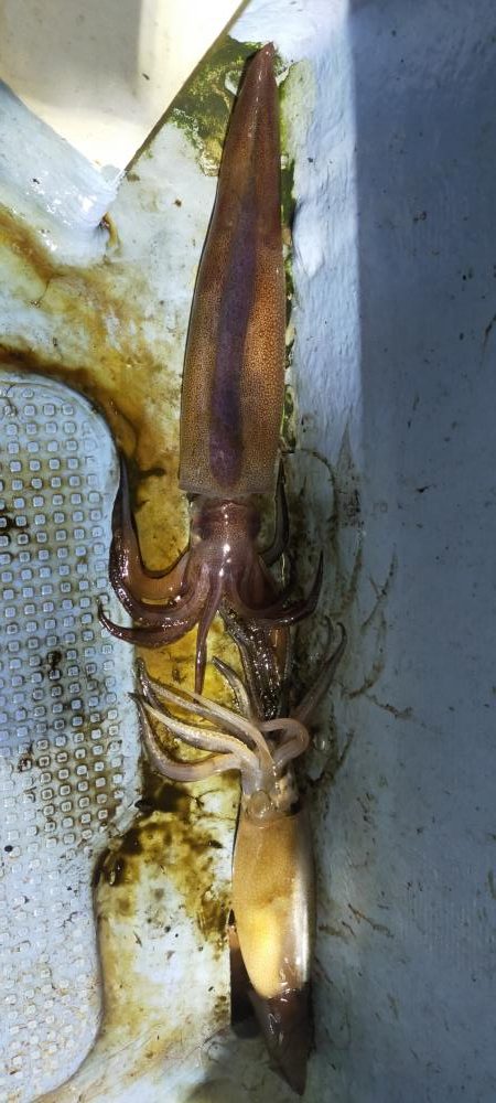 シロイカ上向き