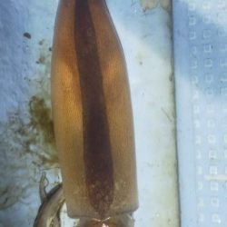 シロイカ好調続く