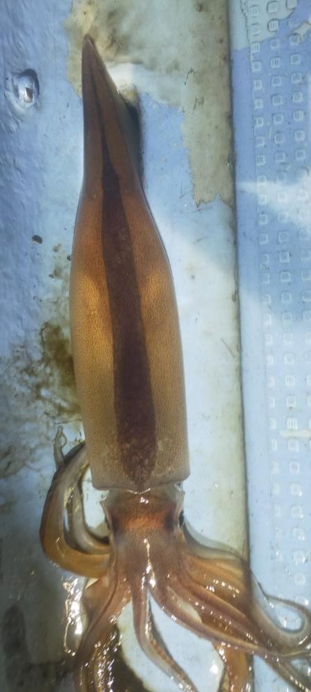 シロイカ好調続く