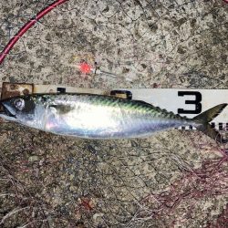 大サバ試し釣り