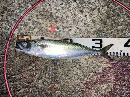 大サバ試し釣り