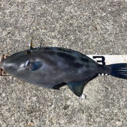 グレ狙い＆ファミリーフィッシング