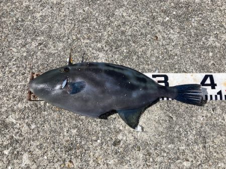 グレ狙い＆ファミリーフィッシング