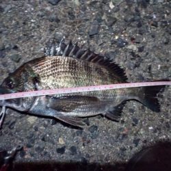 2022/05/31 南港ライトゲーム釣行