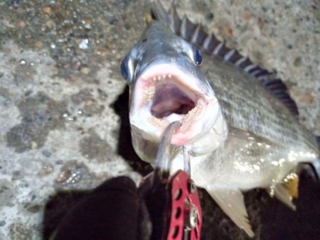 2022/06/01 南港ヘチ釣り釣行