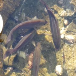 フカセ‥最高ですネ・・